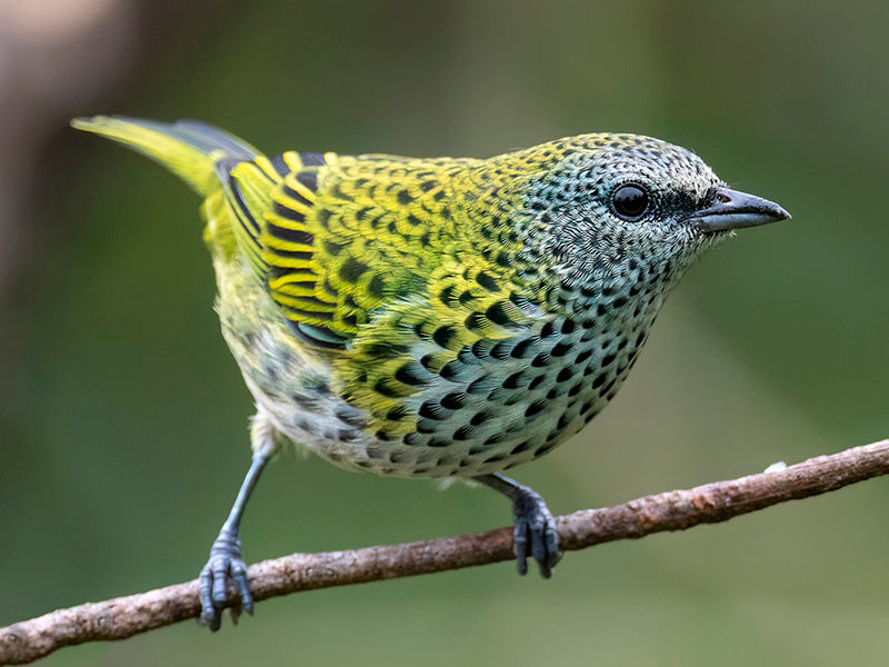 Spotted Tanager, Ixothraupis punctata, Tangará Puntosa