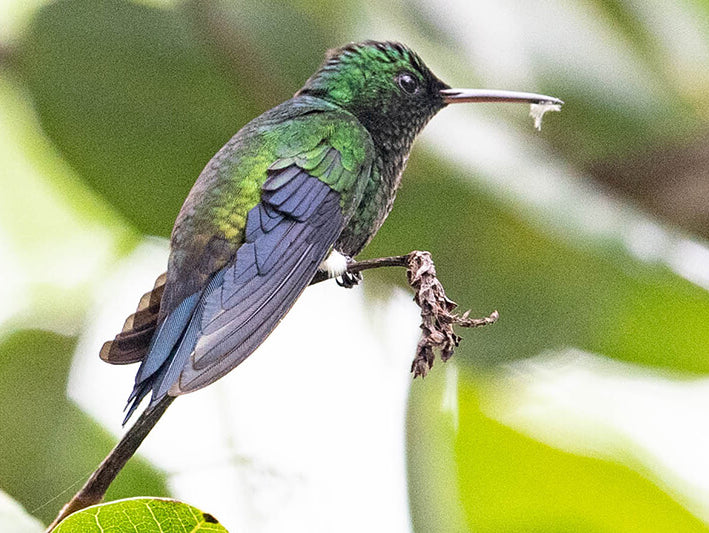 Steely-vented Hummingbird, Saucerottia saucerottei, Amazilia colizaul