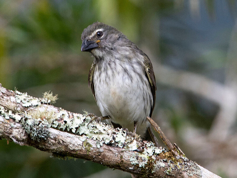 Streaked Saltator, Saltator striatipectus, Saltador Pío-judío