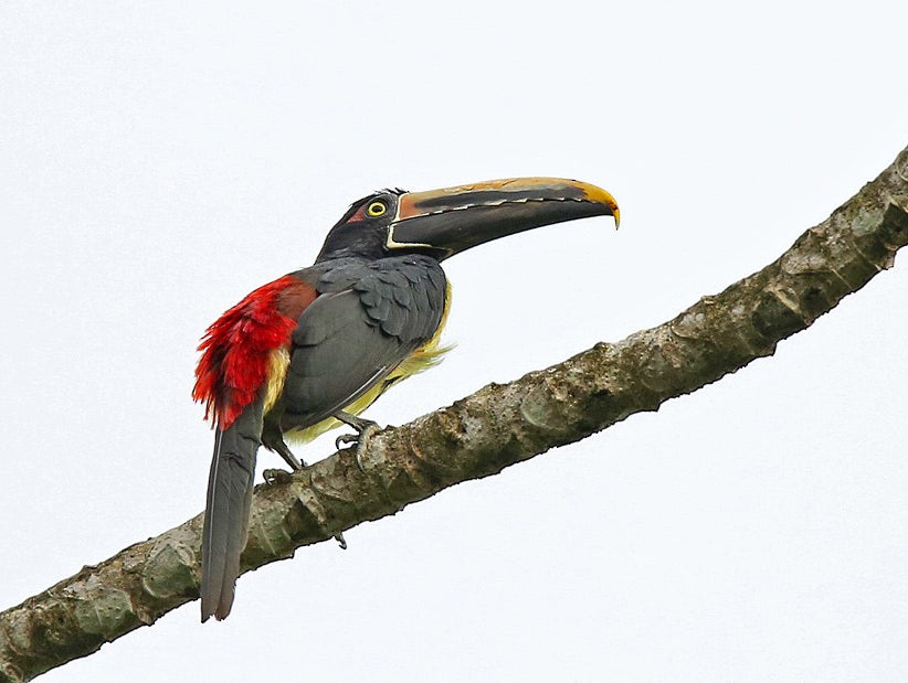 Stripe-billed Aracari, Pteroglossus sanguineus, Pichi de Pico Rayado, Striped-billed Araçari