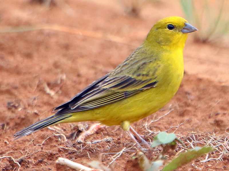 Stripe-tailed Yellow-finch, Sicalis citrina Canario Coliblanco