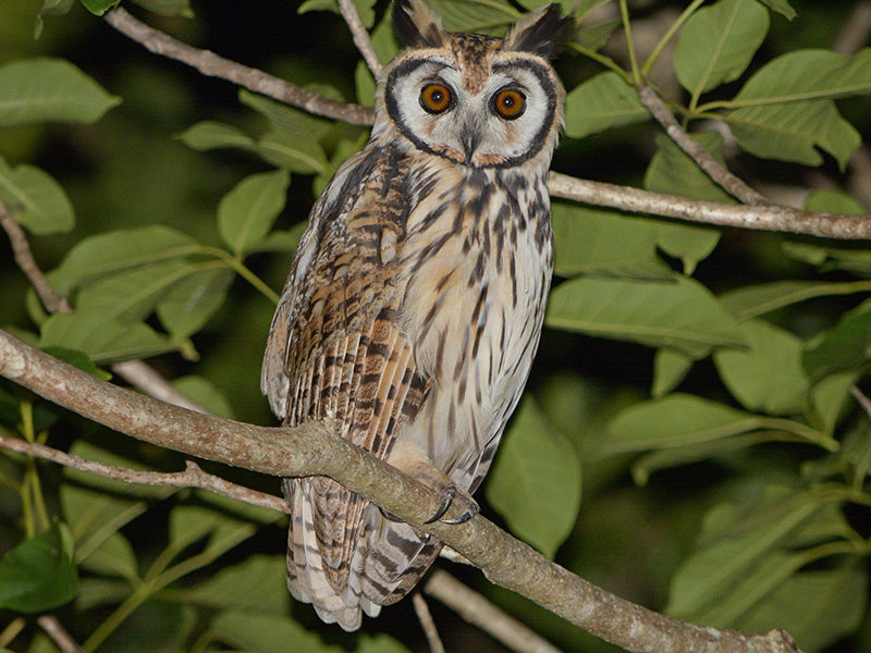 Striped Owl, Asia clamator, Búho Rayado