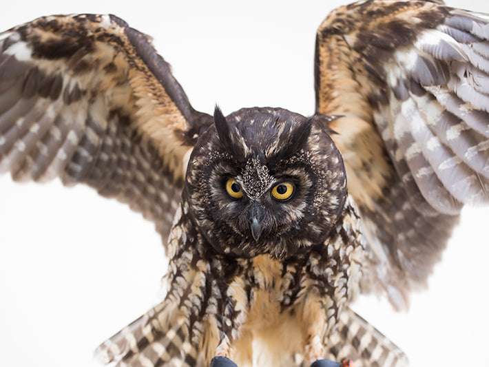 Stygian owl, Asia stygius, Búho Orejudo