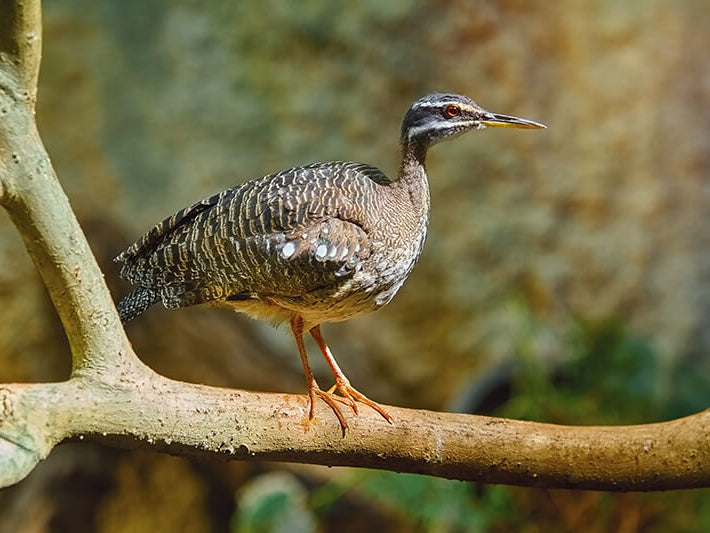 sunbittern, eurypygiformes, eurypygidae