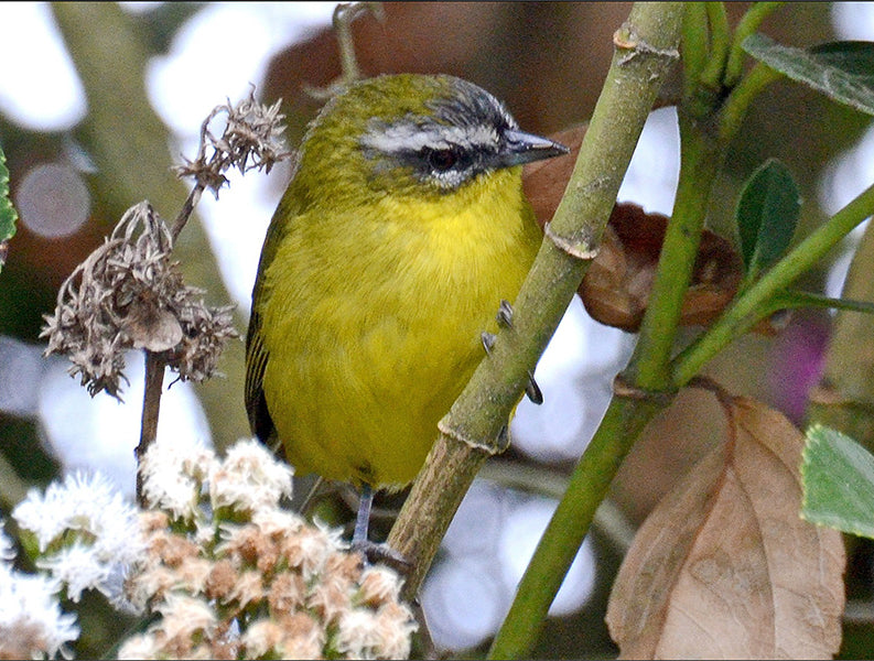 Superciliared Hemispingus, Thlypopsis superciliaris, Zarcerito Cejiblanco