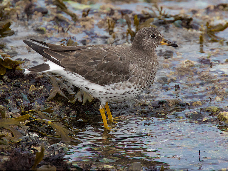 Surfbird, Calidris virgata, Chorlo de Rompientes