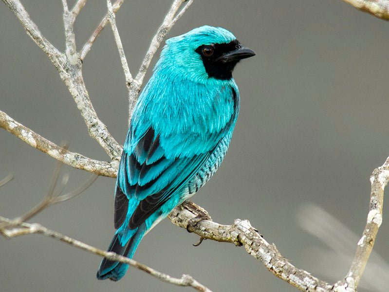 SwallowTanager, Tersina viridis, Azulejo Golondrina