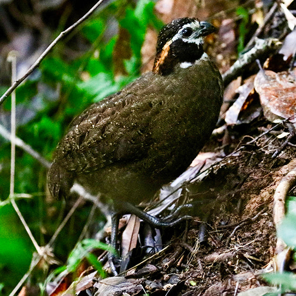 Odontophorus dialeucos, Perdiz Katia, Tacarcuna Wood-quail