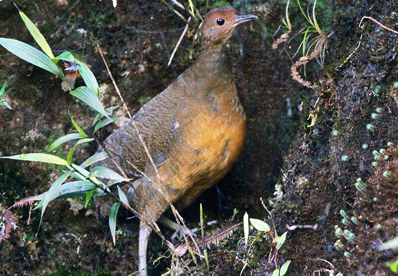 undulated tinamou, tinamú ondulado, Crypturellus undulatus