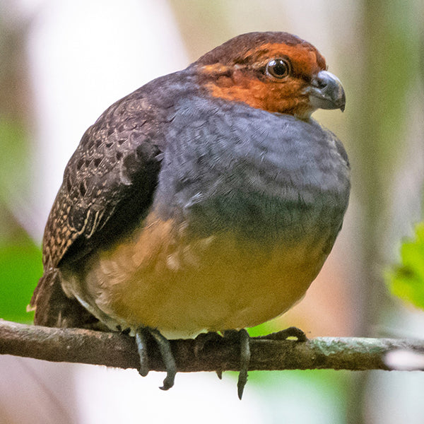 Tawny-faced Quail, Rhynchortyx cinctus, Perdiz Selvática