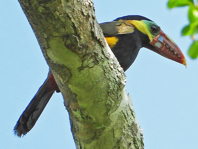 Tawny-tufted Toucanet, Selenidera nattereri, Pichilingo Dentado