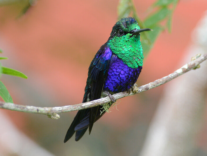 Crowned Woodnymph, Thalurania colombica, Ninfa Coronada