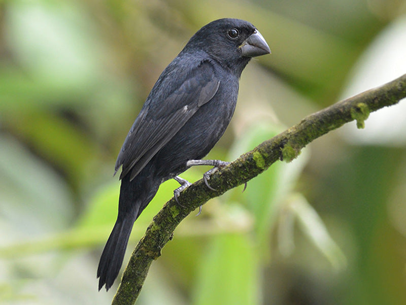 Thick-billed Seed-inch, Sporophila funerea, Arrocero Piquigrueso