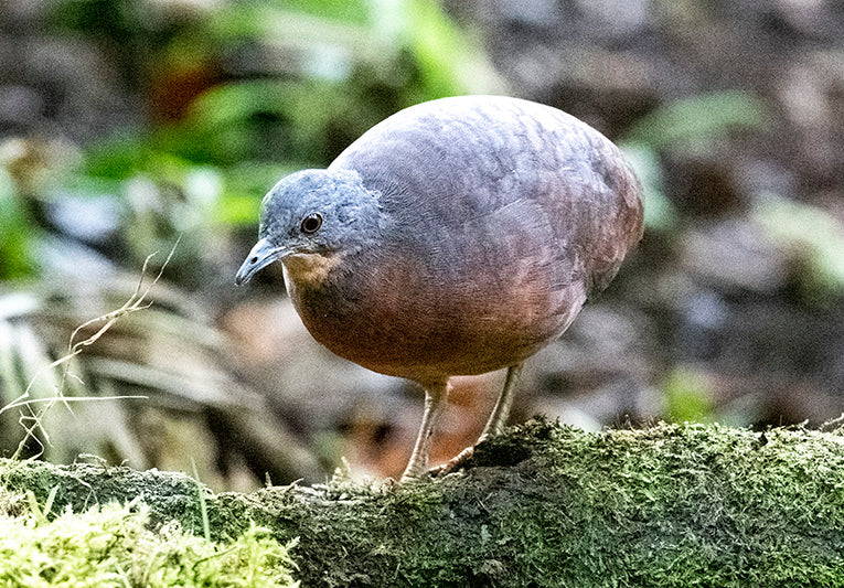 Tinamou, Tinamú Chico