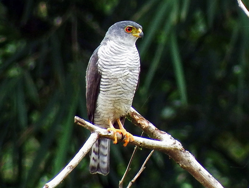 Tiny Hawk, Accipiter superciliosus, Azor Diminuto