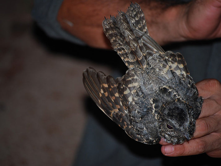 Todd's Nightjar, Setopagis heterura, Guardacaminos de Todd