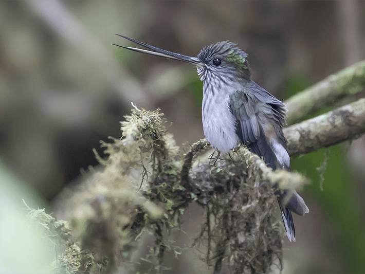 Tooth-billed Hummingbird, Androgen aequatorialis, Colibrí Piquidentado
