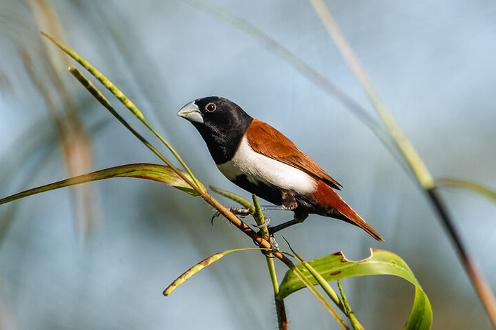 munia, tri-colored munia, passeriformes, estrildidae