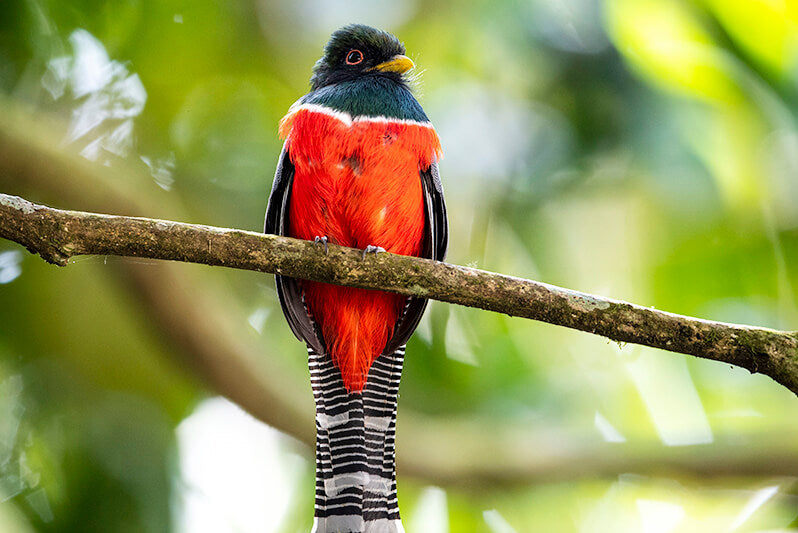 trogon, trogons, trogoniformes, trogonidae