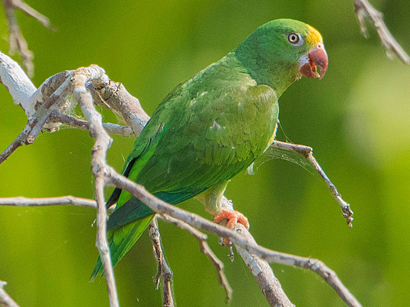 Tui Parakeet, Brotogeris sanctithomae, Periquito Cabeciamarillo