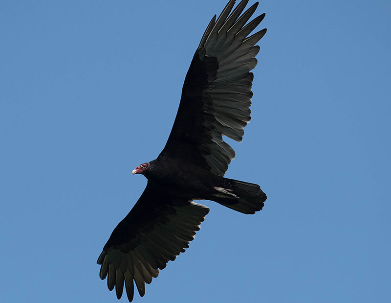 Turkey Vulture, Cathartes aura, Guala Cabecirroja