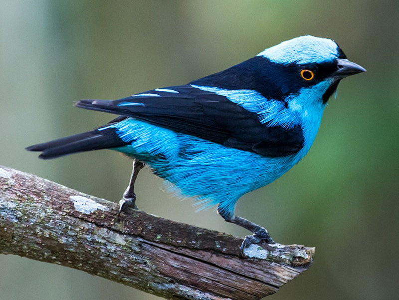 Turquoise dacnis, Dacnis hartlaubi, Dacnis Turquesa