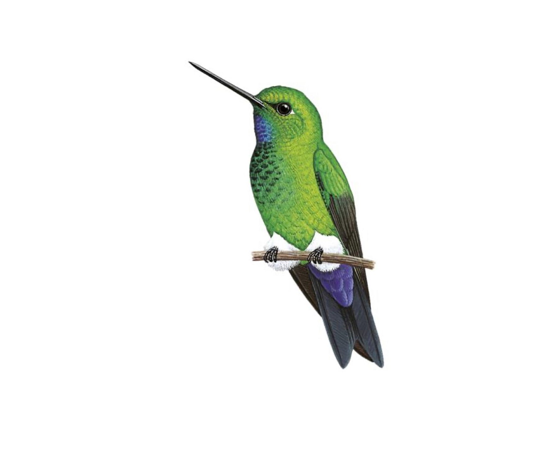 Turquoise Throated Puffleg