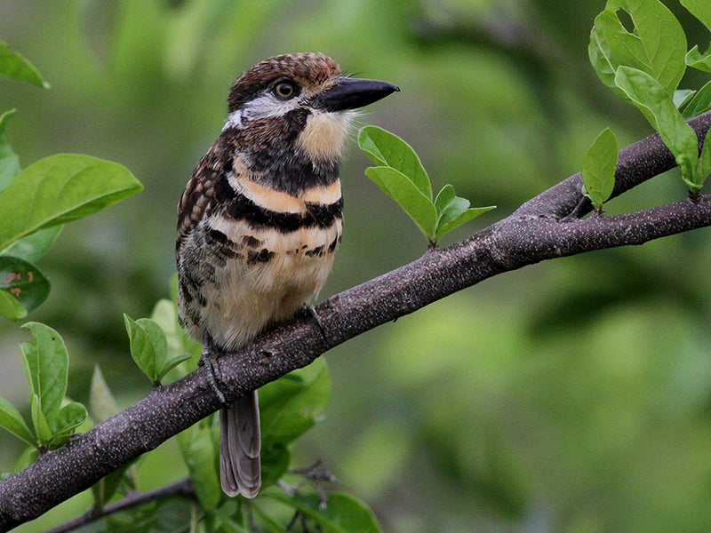 Two-banded Puffbird, Hypnelus bicinctus, Bobo de Dos Bandas