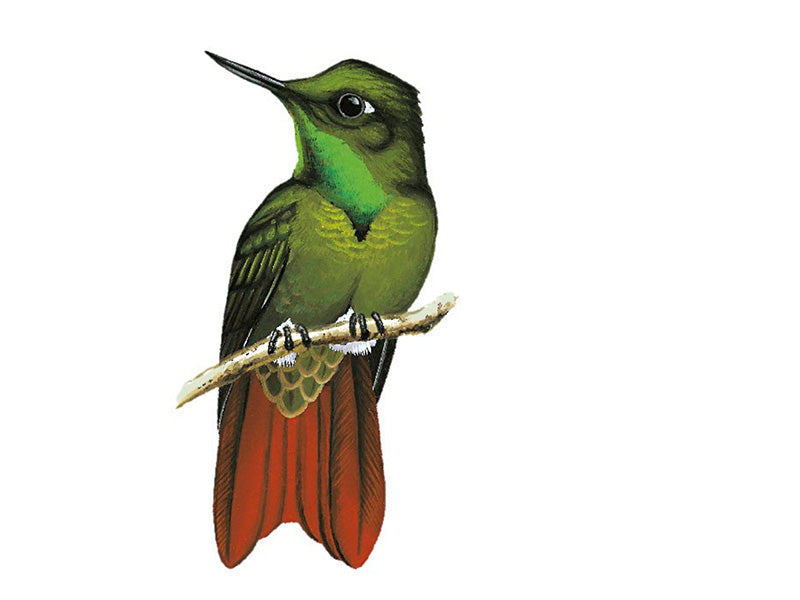 Tyrian Metaltail, Metallura (tyrianthina) tyrianthina, Metalura Colirroja
