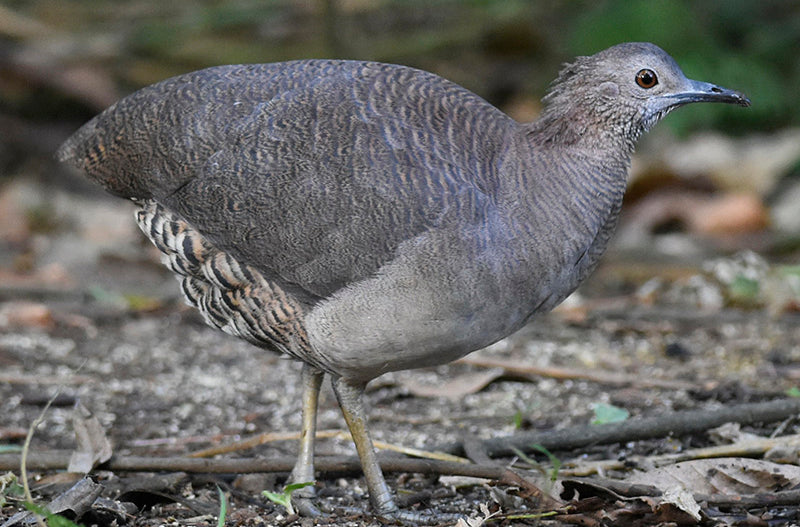 undulated tinamou, tinamu ondulado, Crypturellus undulantes