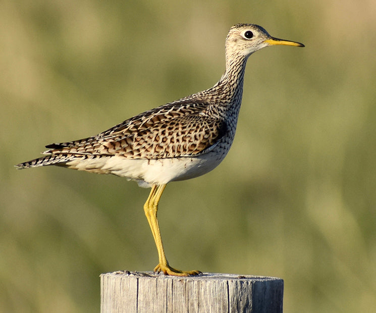 Upland Sandpiper, Bartramia longicauda, Correlimos Sabanero