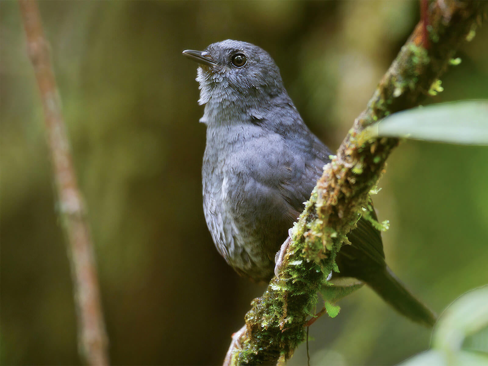 Upper Magdalena Tapaculo, Scytalopus (rodriguezi) rodriguezi, Tapaculo del Magdalena