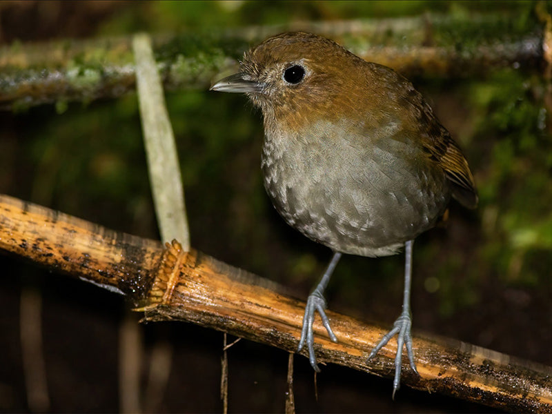 Urrao Antpitta, Grallaria fenwickorum, Tororoi de Urrao