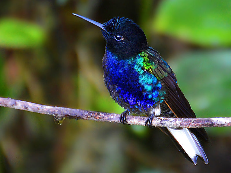 Velvet-purple Coronet, Boissenneaua jardini, Colibrí Sietecolores