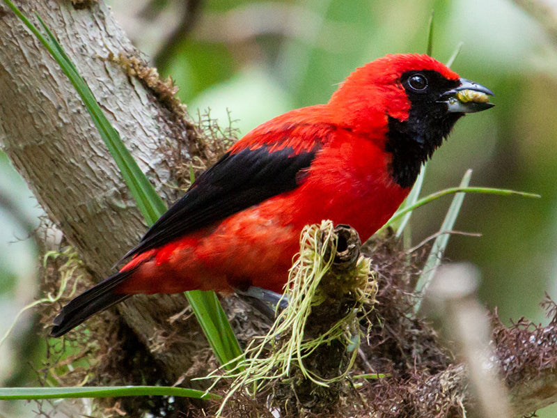 Vermilion Tanager, Calochaetes coccineus, Toche Escarlata