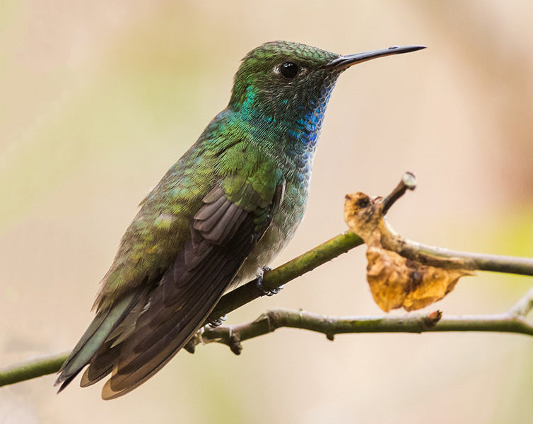 Versicolored Emerald, Chrysuronia versicolor, Amazilia Buchiblanca