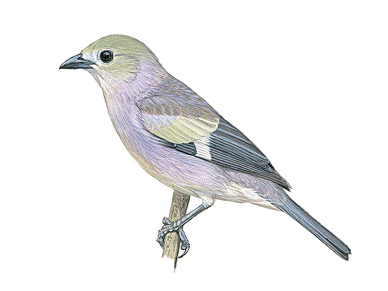 Violaceus Palm Tanager, Thraupis (palmarum) violilavata