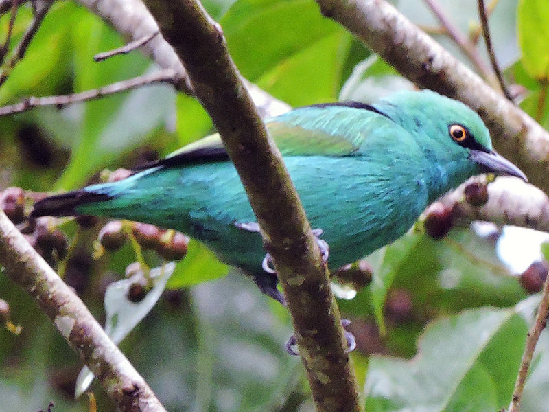 Viridian Dacnis, Dacnis viguieri, Dacnis Aguamarina