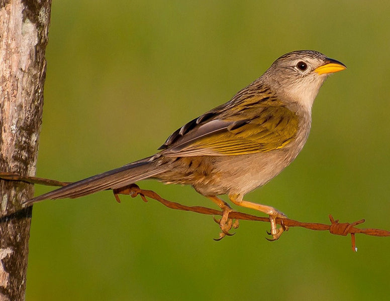 Wedge-tailed Grass-finch, Emberizoides herbicola, Sabanero Coludo