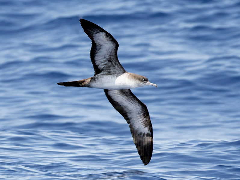 Wedge-tailed Shearwater, Ardenna pacifica, Pardela colicuña