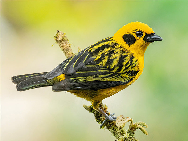 Western Golden Tanager, Tangara (arthus) aurulenta, Tangará Dorada