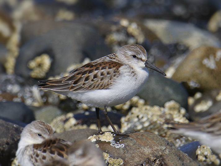 Western Sandpiper, Calidris mauri, Playero Occidental