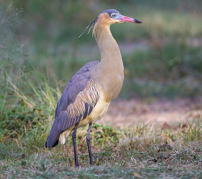 Whistling Heron, Syrigma siibilatrix, Garza Sibadora