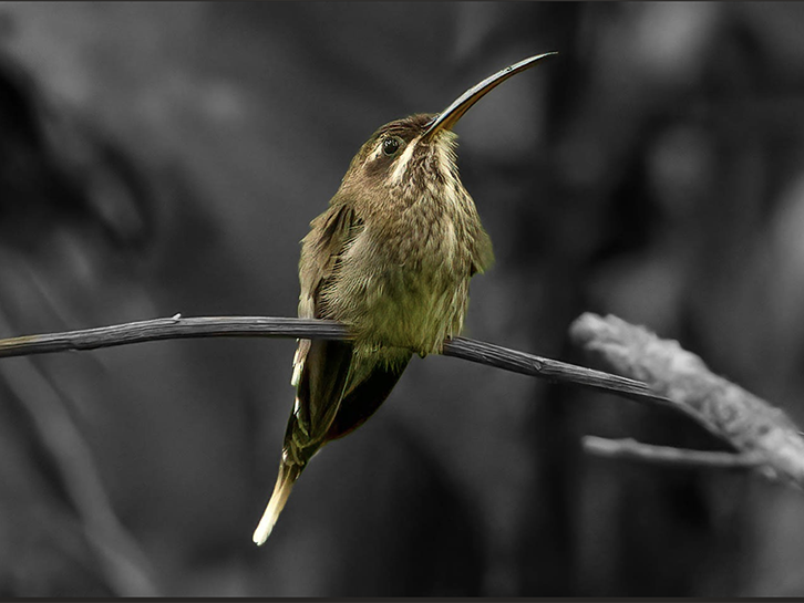 White-bearded Hermit, Phaethornis hispidus, Ermitaño Barbiblanco