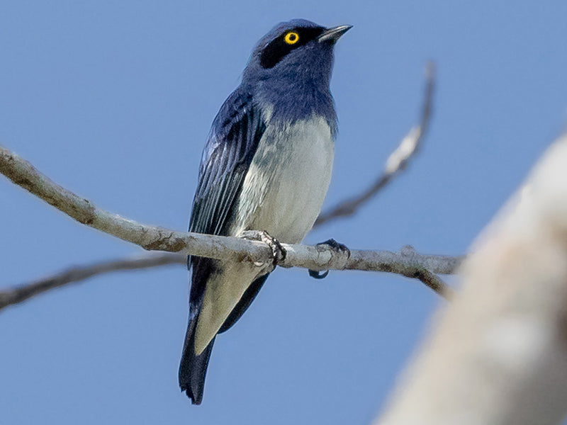 Whte-bellied Dacnis, Dacnis albiventris, Dacnis Pechiblanca