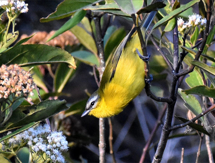 White-browed Hemispingus, Thlypopsis (superciliaris) superciliaris, Zarcerito Cabeciamarillo