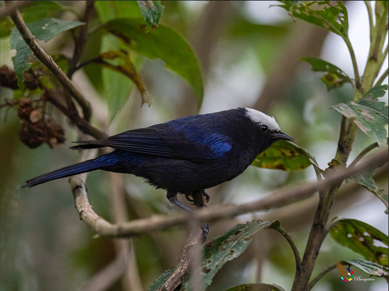 White-capped Conebill, Conirostrum (albifrons) albifrons, Conirrostro Cabeciblanco