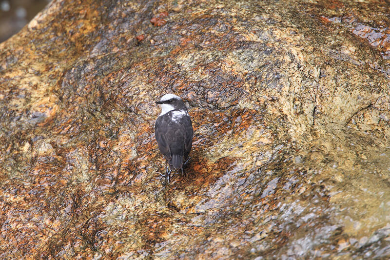 white capped dipper, passeriformes cinclidae