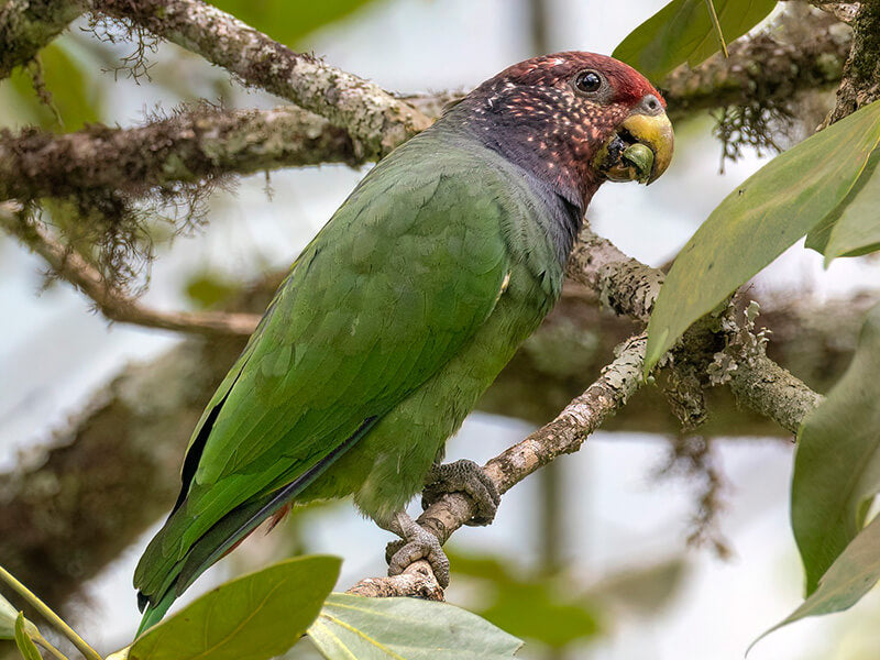 White-capped Parrot, Pionus selinoides, Cotorra Coroniblanca