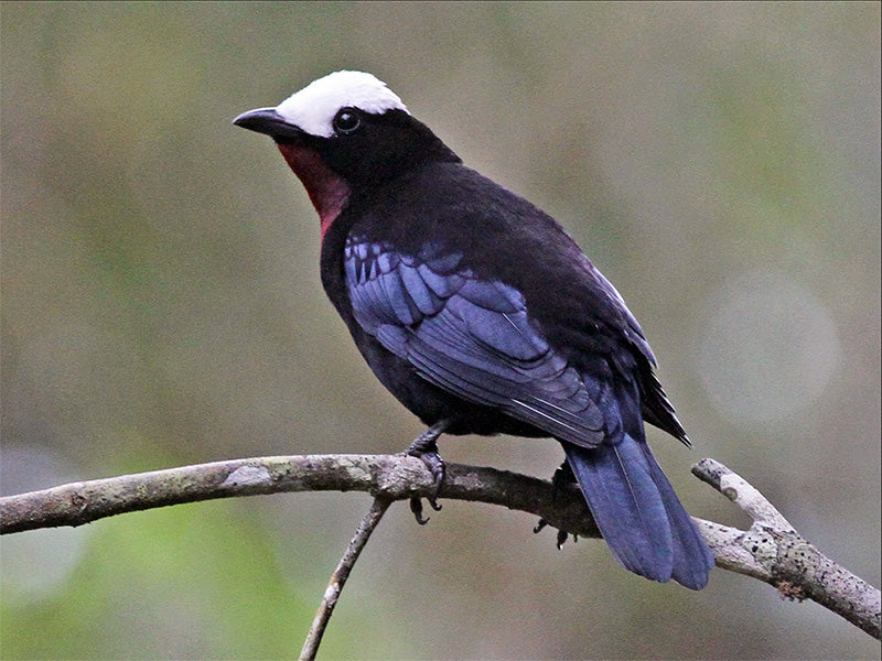 White-capped Tanager, Sericossypha albocristata, Pollo-de-monte